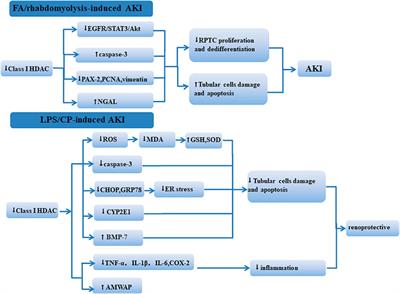 The Role and Mechanism of Histone Deacetylases in Acute Kidney Injury